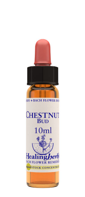 Healing Herbs Ltd Chestnut Bud